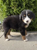 Belle, a female Bernese Mountain Dog for sale in Middlebury, IN – 1 of 4