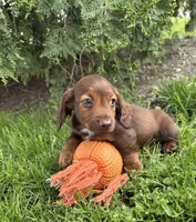 Heath, a male Dachshund for sale in Middlebury, IN – 5 of 5