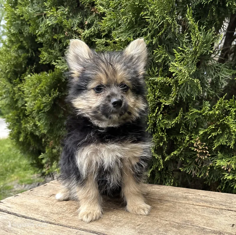 Rocco – Pomeranian, Yorkshire Terrier puppy for sale in Middlebury, IN