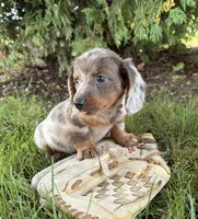 Cici, a female Dachshund for sale in Middlebury, IN – 4 of 5