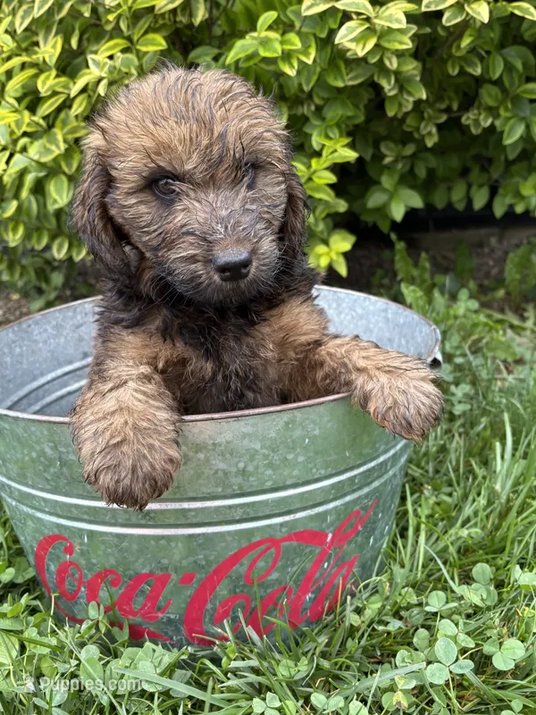 Moose – Whoodle puppy for sale in Middlebury, IN