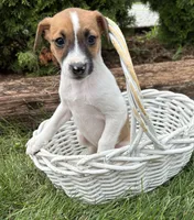 Silas, a male Jack Russell Terrier and Rat Terrier for sale in Middlebury, IN – 2 of 4