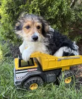 Rio, a male Yorkshire Terrier for sale in Middlebury, IN – 4 of 5
