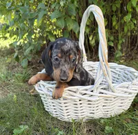 Theo, a male Dachshund for sale in Middlebury, IN – 2 of 5