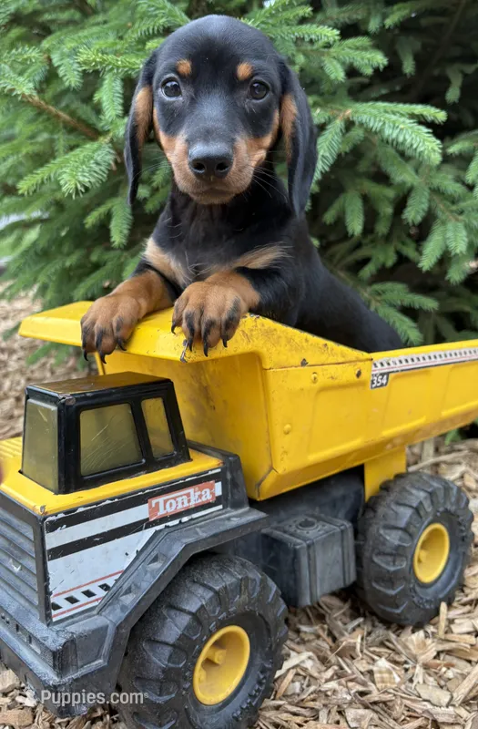 Echo  – Dachshund puppy for sale in Middlebury, IN