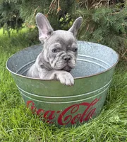 Cici, a female French Bulldog for sale in Middlebury, IN – 3 of 4