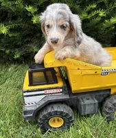 Jasper, a male Dachshund for sale in Middlebury, IN – 3 of 4