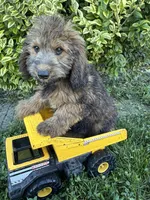 Henry, a male Whoodle for sale in Middlebury, IN – 2 of 4