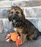 Mya, a female Whoodle for sale in Middlebury, IN – 2 of 4