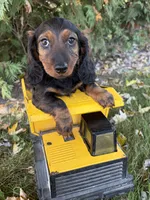 Dominic, a male Dachshund for sale in Middlebury, IN – 4 of 4
