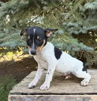 Romeo, a male Rat Terrier for sale in Middlebury, IN – 2 of 4