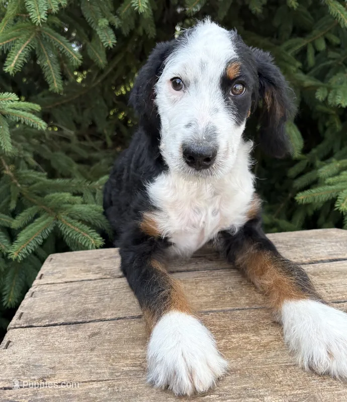 Dexter – Bernedoodle puppy for sale in Middlebury, IN