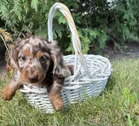 Asher , a male Dachshund for sale in Middlebury, IN – 3 of 5