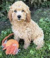 Jane, a female Cockapoo for sale in Middlebury, IN – 4 of 4