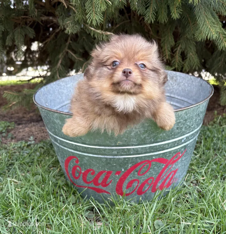 Zoey – Pomeranian puppy for sale in Middlebury, IN