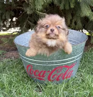 Zoey, a female Pomeranian for sale in Middlebury, IN – Photo 1 of 4