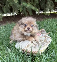Zoey, a female Pomeranian for sale in Middlebury, IN – Photo 2 of 4