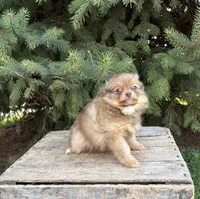 Zoey, a female Pomeranian for sale in Middlebury, IN – Photo 4 of 4