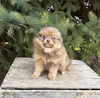 Zoey, a female Pomeranian for sale in Middlebury, IN – Photo 3 of 4