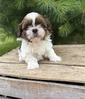 Tyler , a male Shih Tzu for sale in Middlebury, IN – 2 of 5