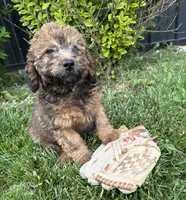 Dolly, a female Whoodle for sale in Middlebury, IN – 3 of 4