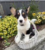Nala, a female Pembroke Welsh Corgi for sale in Middlebury, IN – 4 of 4