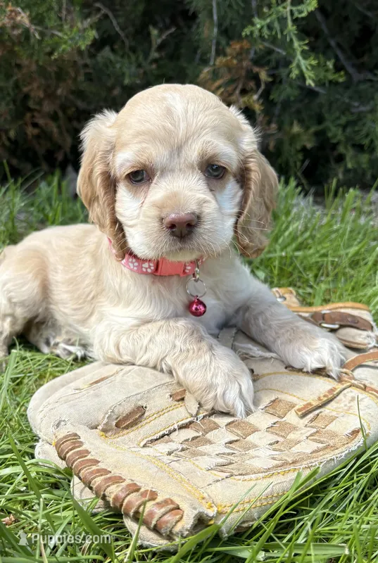Jasmine – Cocker Spaniel puppy for sale in Middlebury, IN