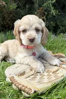 Jasmine, a male Cocker Spaniel for sale in Middlebury, IN – 1 of 4