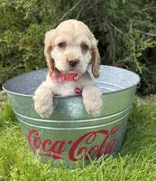 Jasmine, a male Cocker Spaniel for sale in Middlebury, IN – 2 of 4