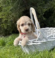Jasmine, a male Cocker Spaniel for sale in Middlebury, IN – 4 of 4