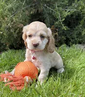 Jasmine, a male Cocker Spaniel for sale in Middlebury, IN – 3 of 4