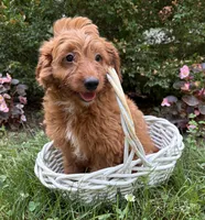 Arielle, a female Miniature Goldendoodle for sale in Middlebury, IN – 4 of 4