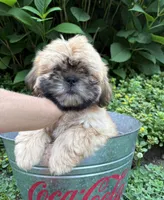 Jackson, a male Shih Tzu for sale in Middlebury, IN – 4 of 4