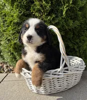 Bailey, a female Bernese Mountain Dog for sale in Middlebury, IN – 2 of 4