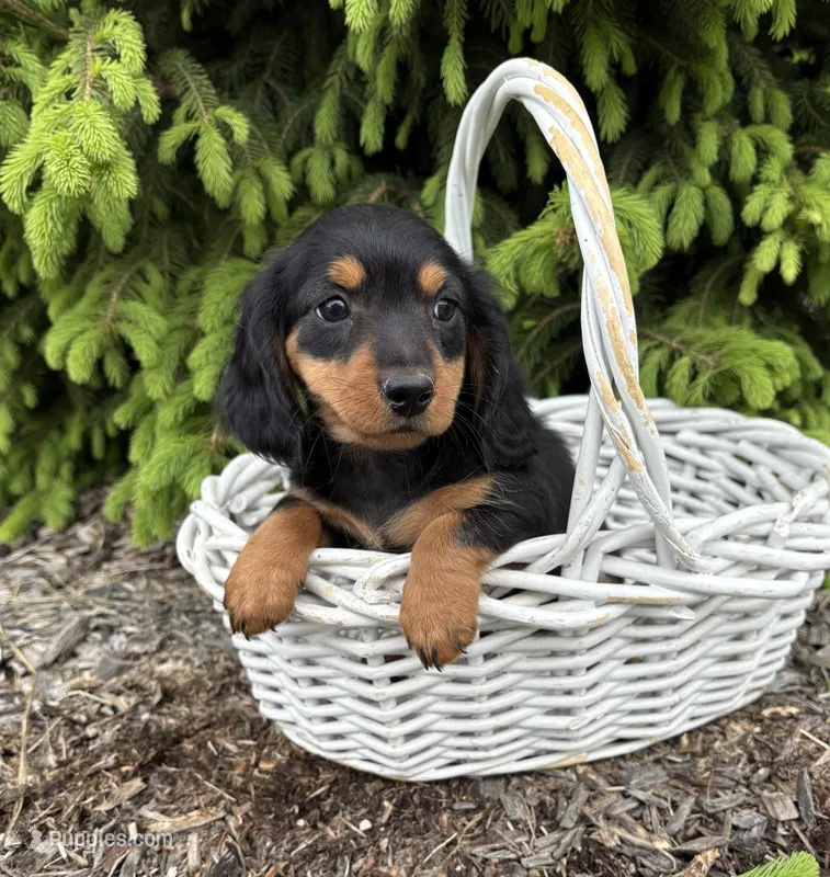 Harrison – Dachshund puppy for sale in Middlebury, IN
