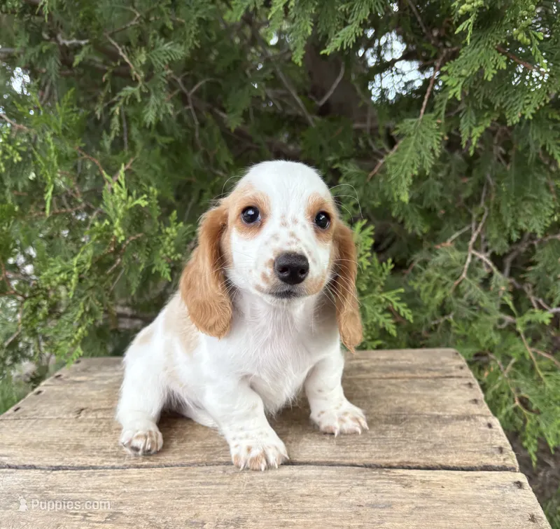 Murphy – Dachshund puppy for sale in Middlebury, IN