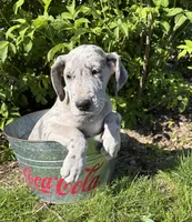 Truly, a female Great Dane for sale in Middlebury, IN – 4 of 4