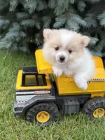 Kai, a male Pomeranian for sale in Middlebury, IN – 5 of 5