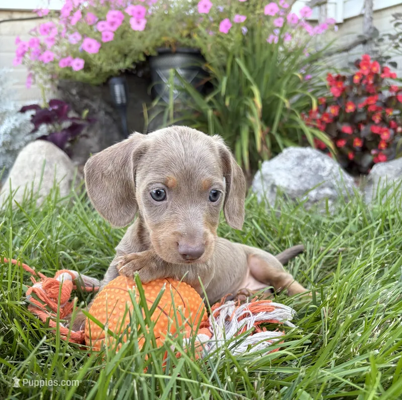 Boone – Miniature Dachshund puppy for sale in Middlebury, IN