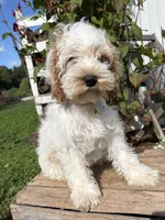 Jenson, a male Cockapoo for sale in Middlebury, IN – 5 of 5