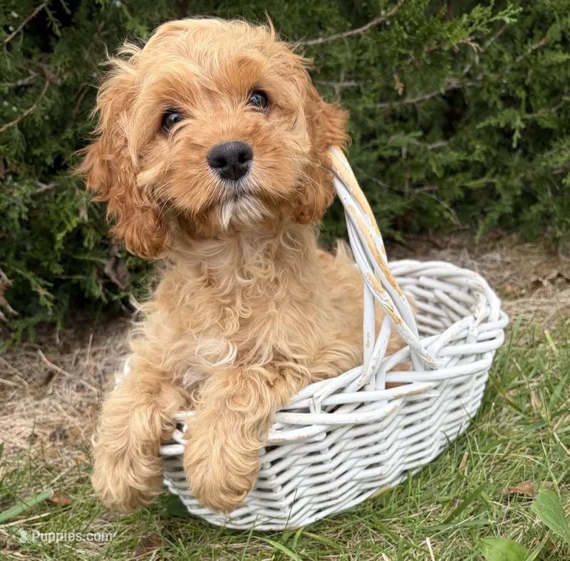 Brielle – Cockapoo puppy for sale in Middlebury, IN