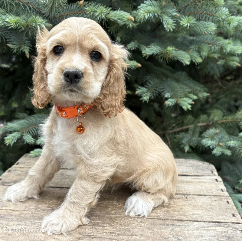Jimmy – Cocker Spaniel puppy for sale in Middlebury, IN