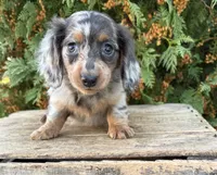Crew, a male Miniature Dachshund for sale in Middlebury, IN – 2 of 6