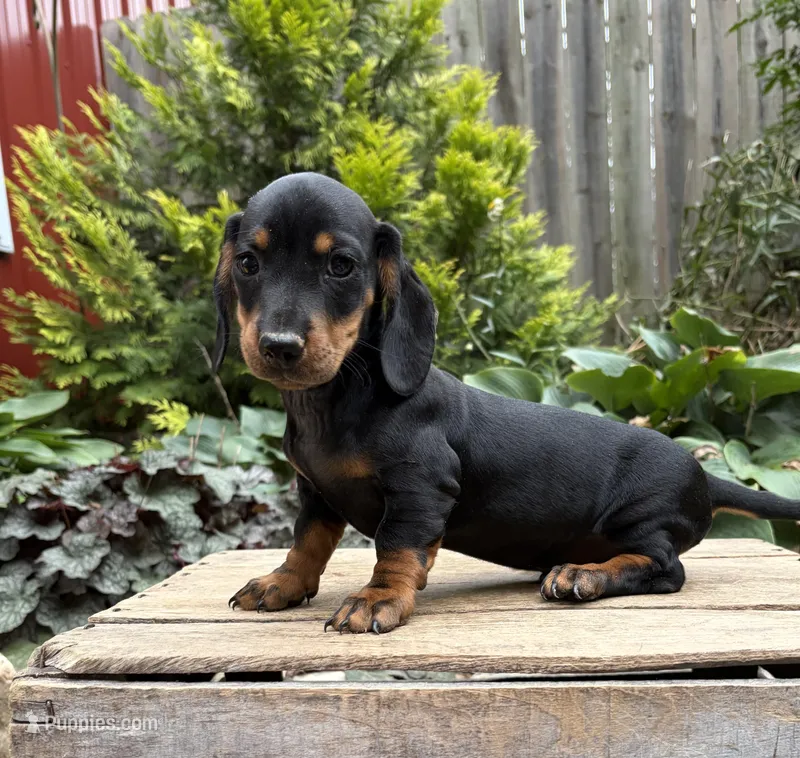 Reily  – Dachshund puppy for sale in Middlebury, IN