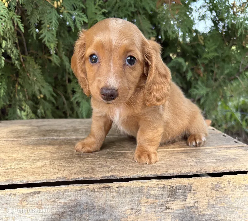 Honey – Miniature Dachshund puppy for sale in Middlebury, IN