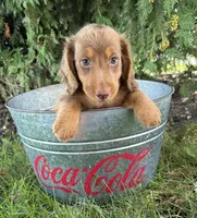 Calihan, a male Dachshund for sale in Middlebury, IN – 2 of 4