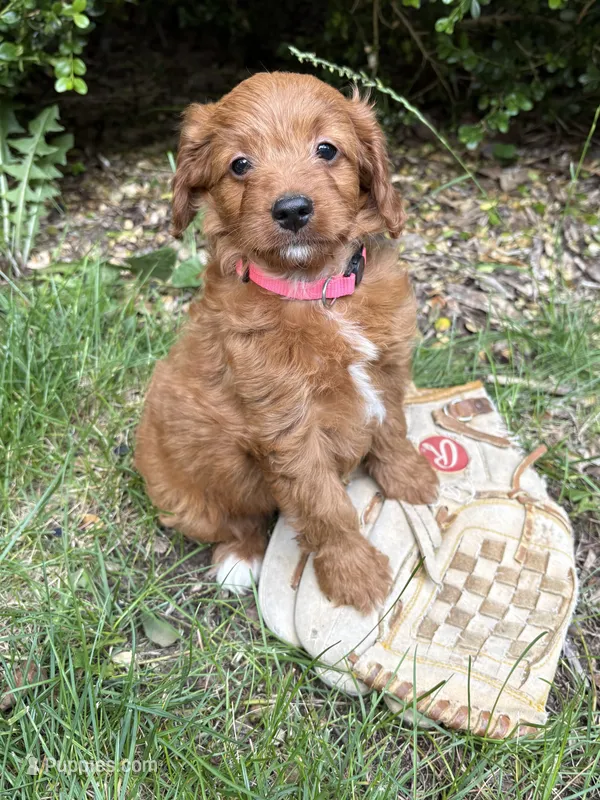 Arielle  – Miniature Goldendoodle puppy for sale in Middlebury, IN