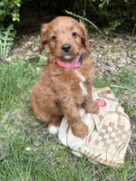Arielle , a female Miniature Goldendoodle for sale in Middlebury, IN – 1 of 4