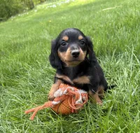 Harrison, a male Dachshund for sale in Middlebury, IN – 4 of 4