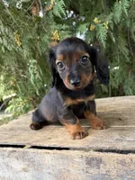 Boaz, a male Miniature Dachshund for sale in Middlebury, IN – 3 of 5